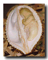 [Open Durian]
