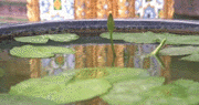 [Lillies]